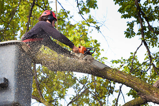 Tree Removal for Businesses in Nesquehoning, PA